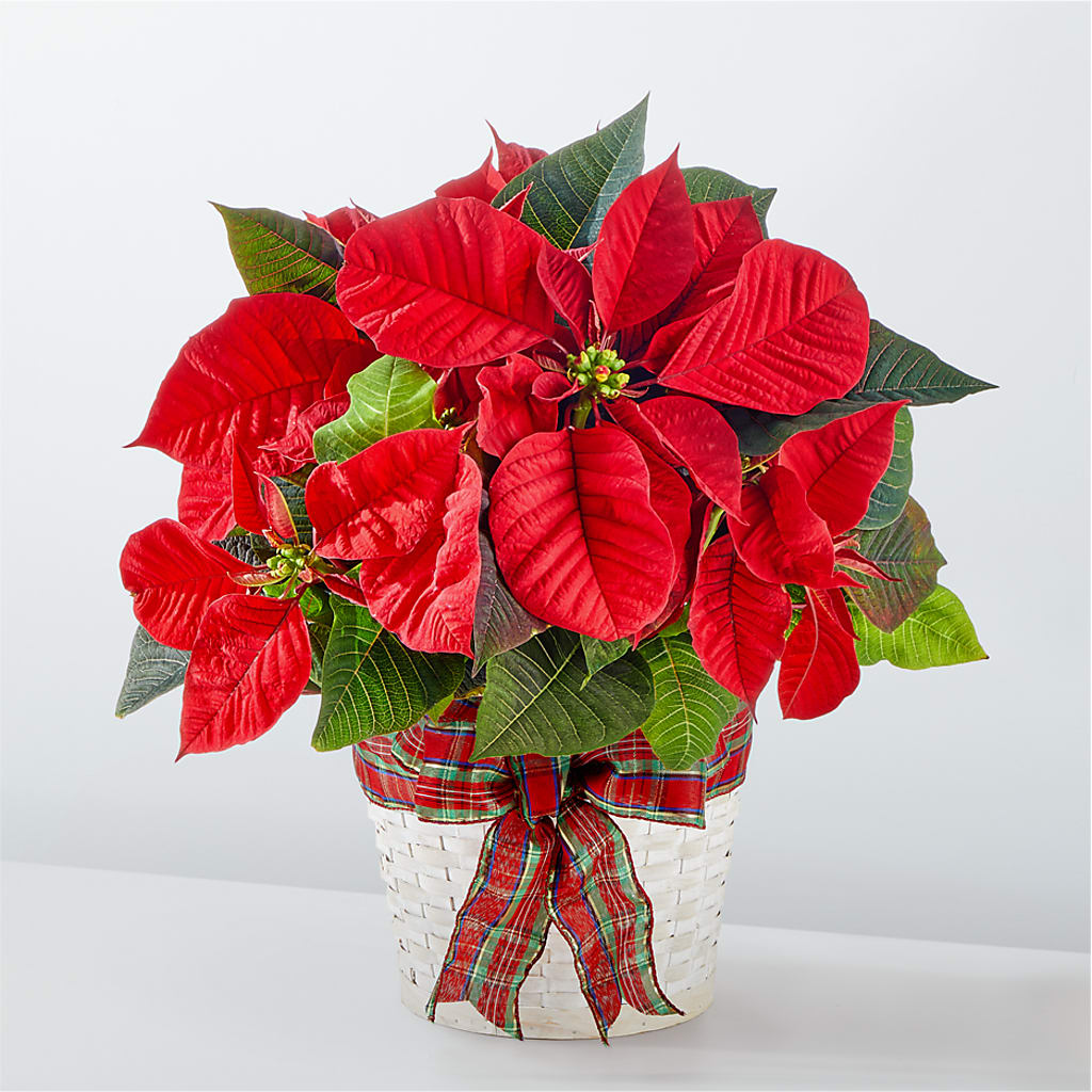 Happiest Holidays Poinsettia – The Flower Shop, Sacramento CA
