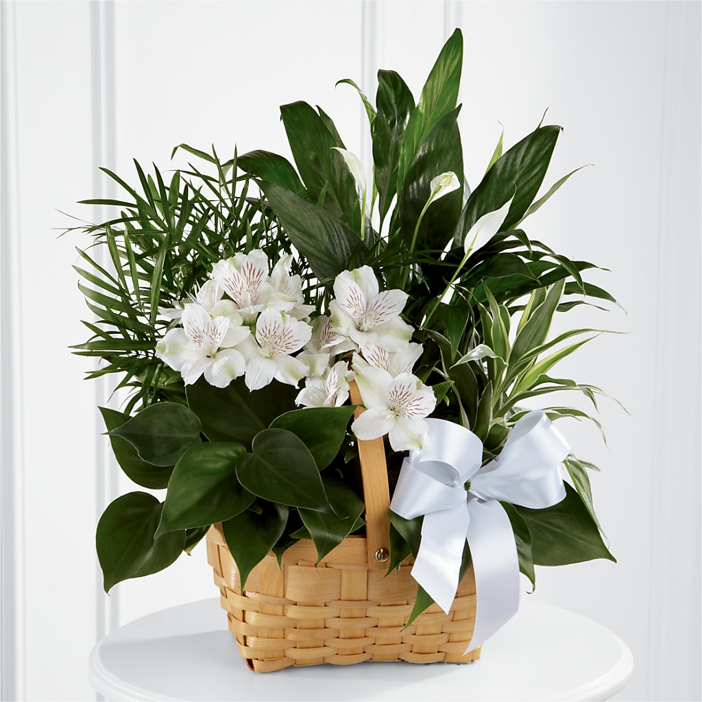 Peace & Serenity Dishgarden – The Flower Shop, Sacramento CA