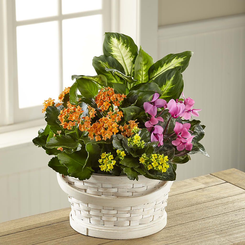 Color Crush Dishgarden – The Flower Shop, Sacramento CA