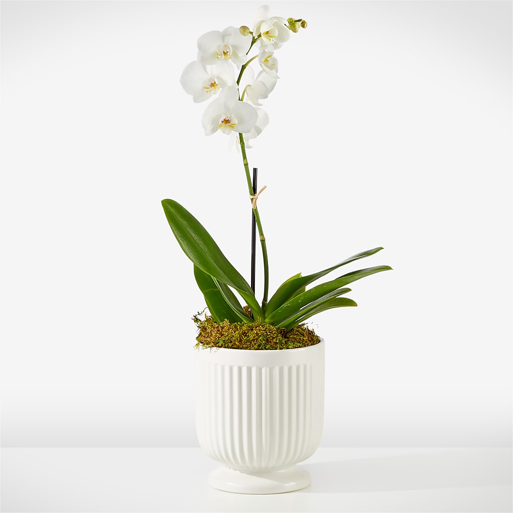 Whispering White Orchid – The Flower Shop, Sacramento CA