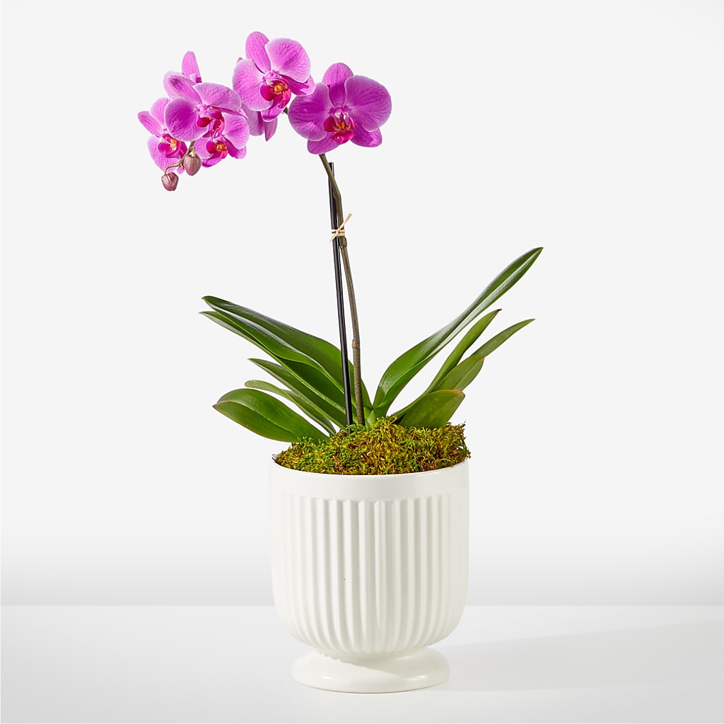 Friendly Fuchsia Orchid – The Flower Shop, Sacramento CA