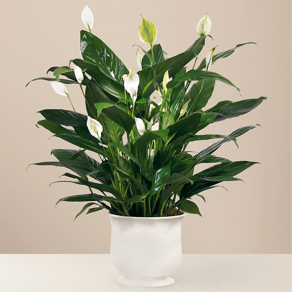 Comfort Planter – The Flower Shop, Sacramento CA