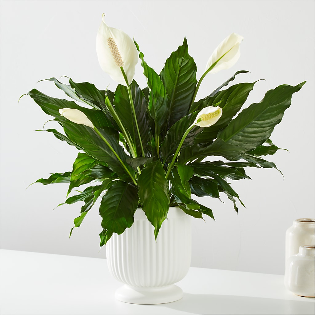 Comfort Planter – The Flower Shop, Sacramento CA