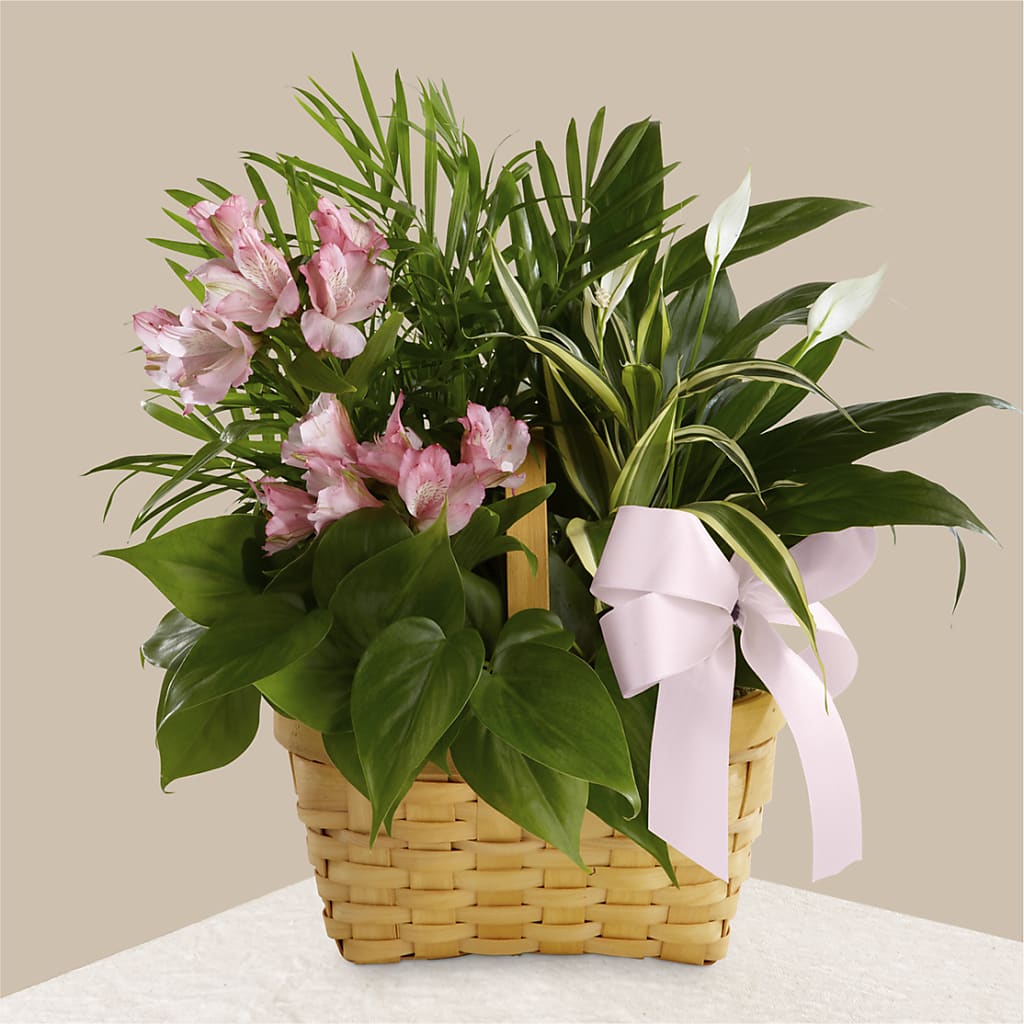 Living Spirit Dishgarden – The Flower Shop, Sacramento CA