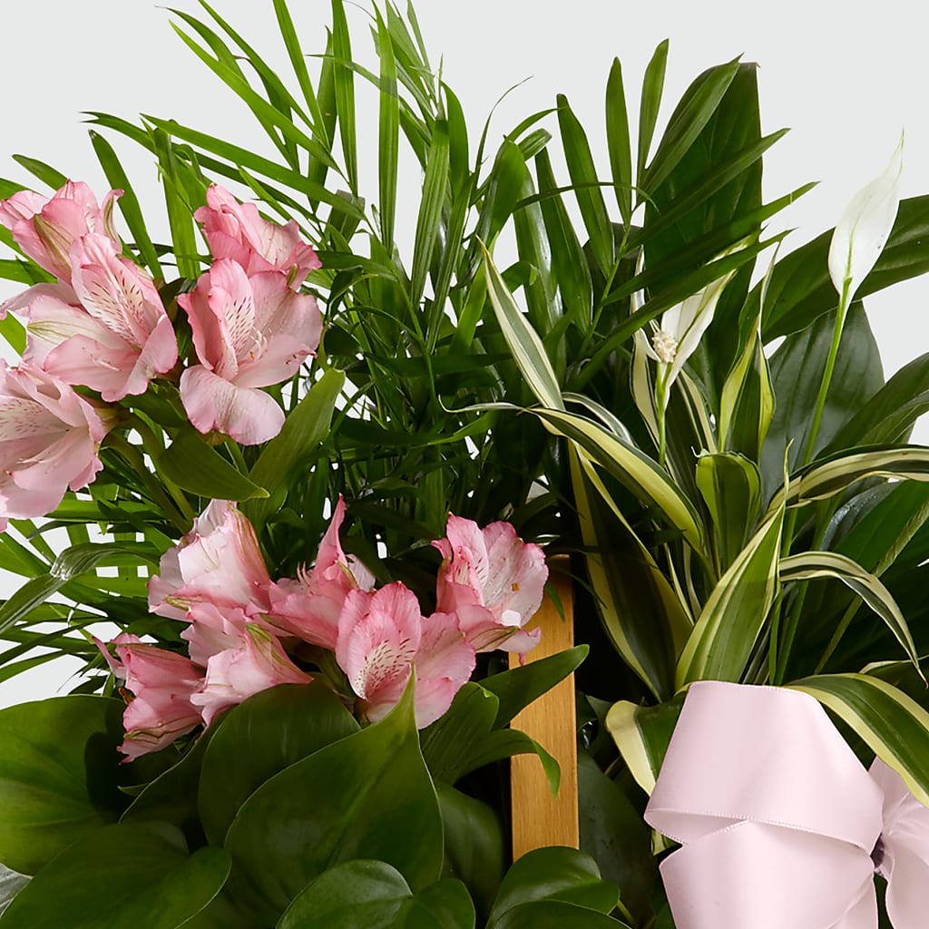 Living Spirit Dishgarden – The Flower Shop, Sacramento CA