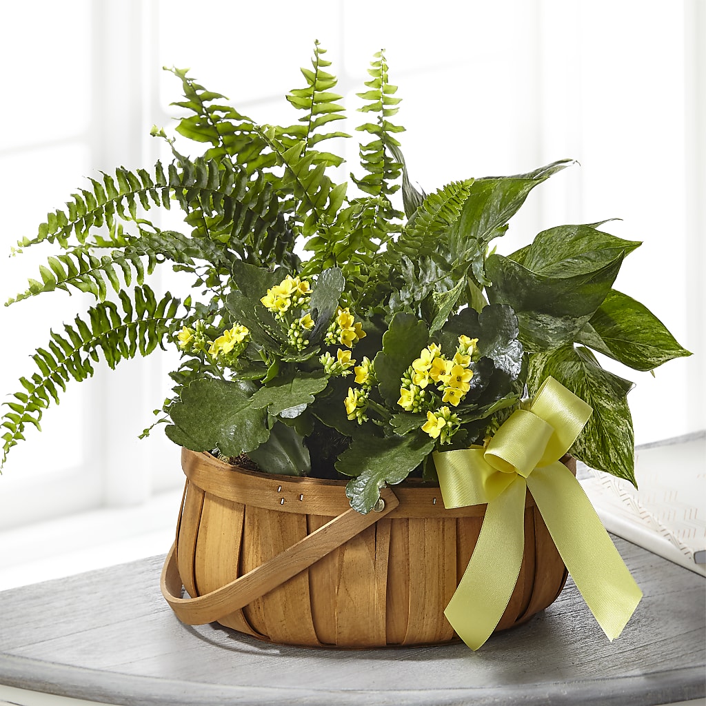 Always Dear Dishgarden – The Flower Shop, Sacramento CA