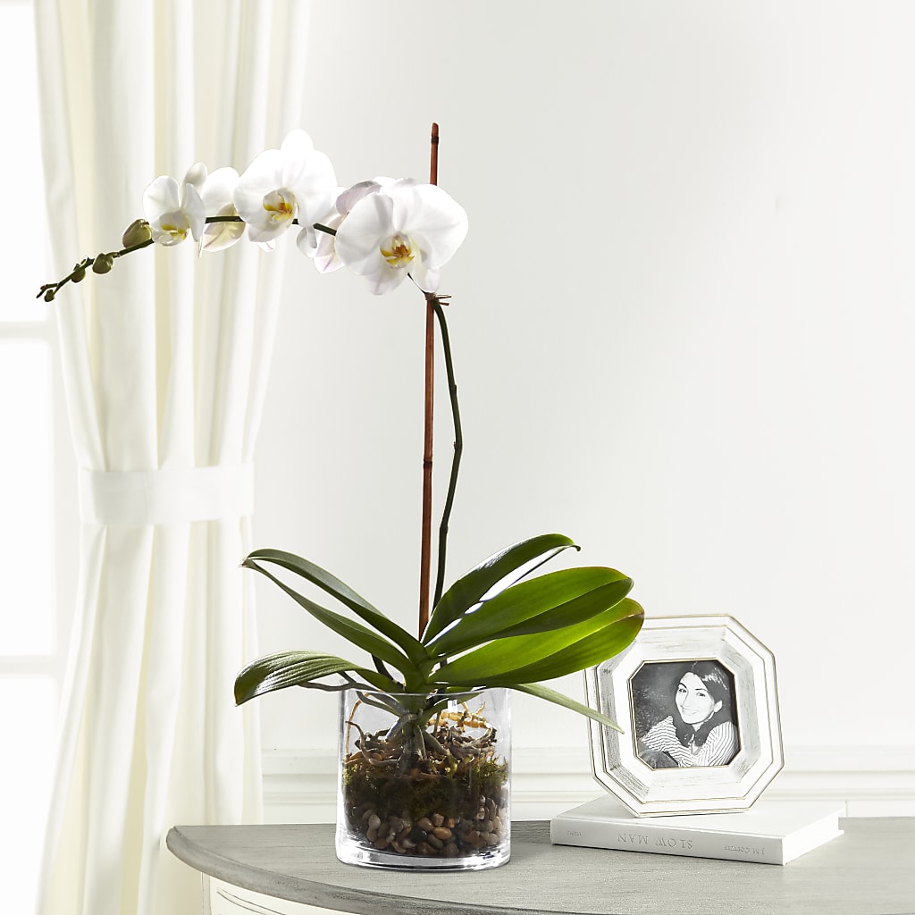 White Orchid Planter – The Flower Shop, Sacramento CA