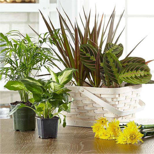 Florist Designed Blooming and Green Plants in a Basket –  The Flower Shop, Sacramento CA