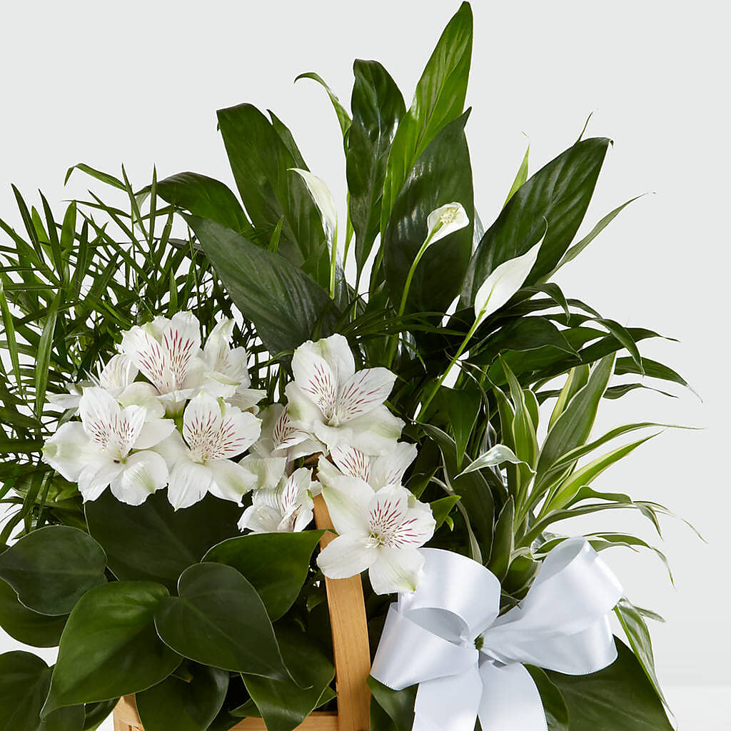 Peace & Serenity Dishgarden –  The Flower Shop, Sacramento CA