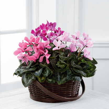 Mixed Cyclamen Planter –  The Flower Shop, Sacramento CA