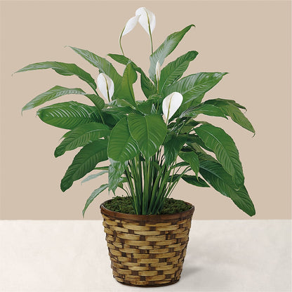 Tranquil Moments Peace Lily Plant –  The Flower Shop, Sacramento CA