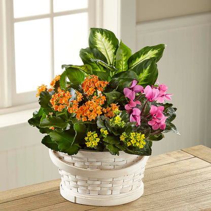 Color Crush Dishgarden –  The Flower Shop, Sacramento CA