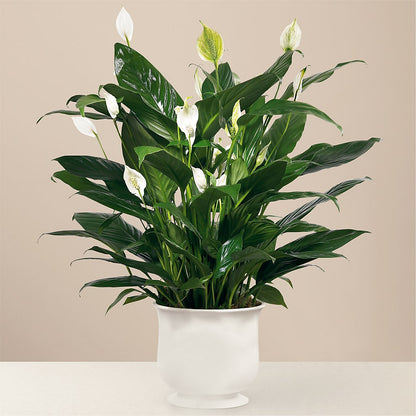 Comfort Planter –  The Flower Shop, Sacramento CA