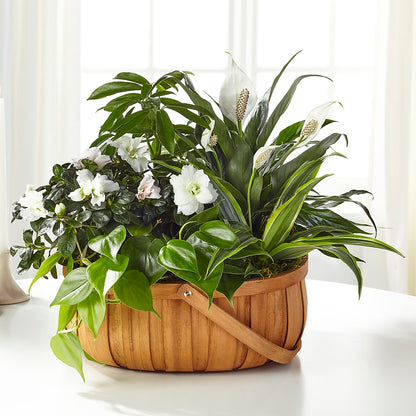 Serene Dishgarden –  The Flower Shop, Sacramento CA