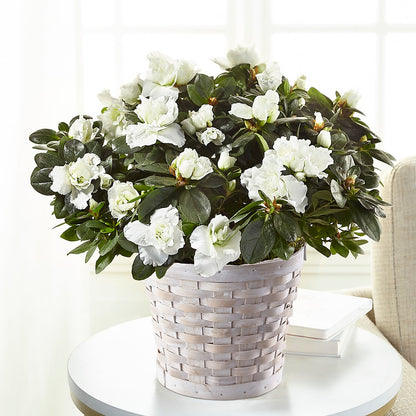 White Azalea Plant –  The Flower Shop, Sacramento CA