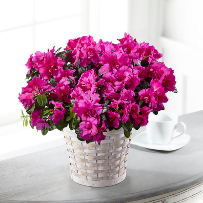 Hope & Serenity Azalea Plant –  The Flower Shop, Sacramento CA