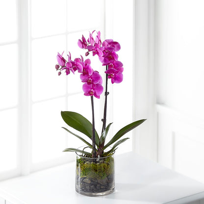 Pink Orchid Plant –  The Flower Shop, Sacramento CA