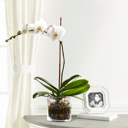 White Orchid Planter –  The Flower Shop, Sacramento CA