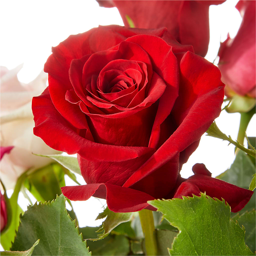 Love Notes Rose Bouquet –  The Flower Shop, Sacramento CA